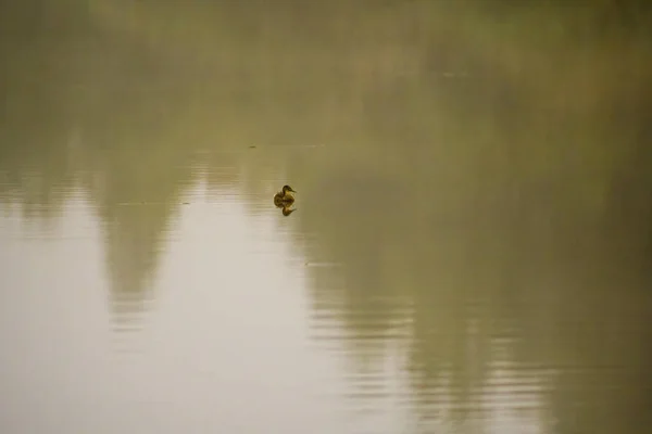 Young Swan Swims Elegantly Pond — Stock Photo, Image