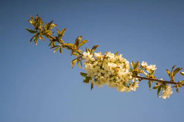 Rama Con Capullos Flor Cerezo Blanco — Foto de Stock