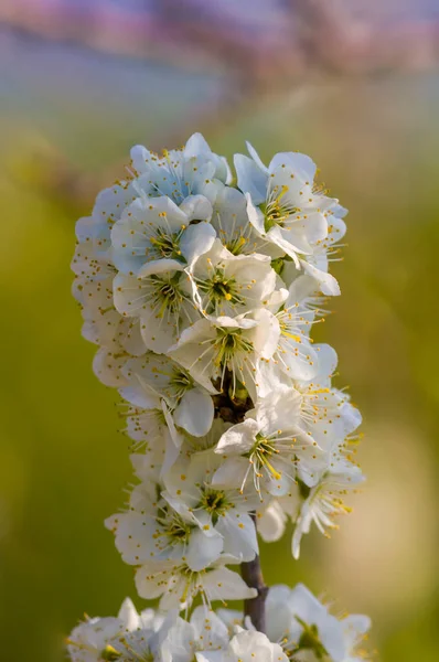 白い桜の蕾の枝 — ストック写真