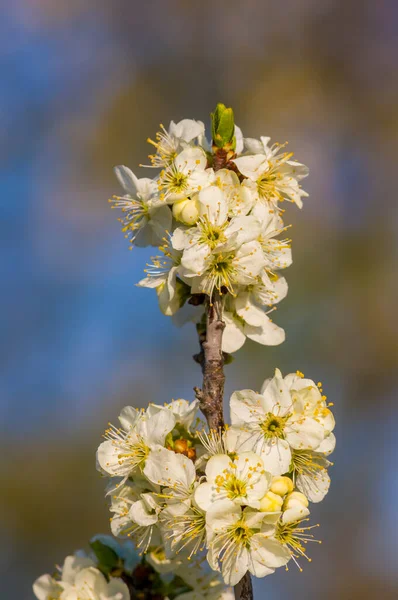 Větvička Bílými Třešňovými Květy — Stock fotografie