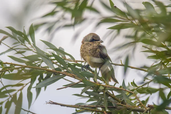 Ein Kleiner Jungvogel Auf Dem Ast Der Natur — Stockfoto