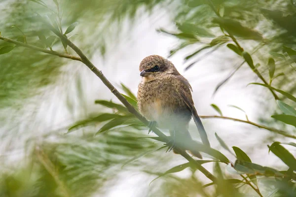 Ein Kleiner Jungvogel Auf Dem Ast Der Natur — Stockfoto