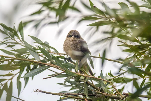 Ein Kleiner Jungvogel Auf Dem Ast Der Natur — Stockfoto