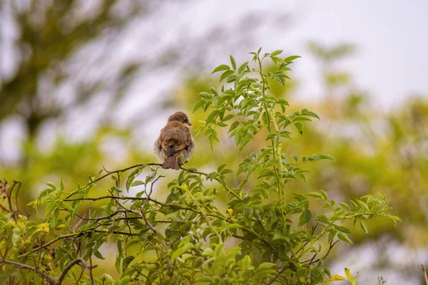 Doğanın Dalında Küçük Genç Bir Kuş — Stok fotoğraf