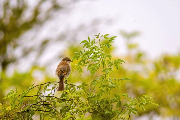 Petit Oiseau Jeune Sur Branche Dans Nature — Photo