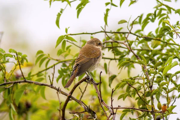 Petit Oiseau Jeune Sur Branche Dans Nature — Photo