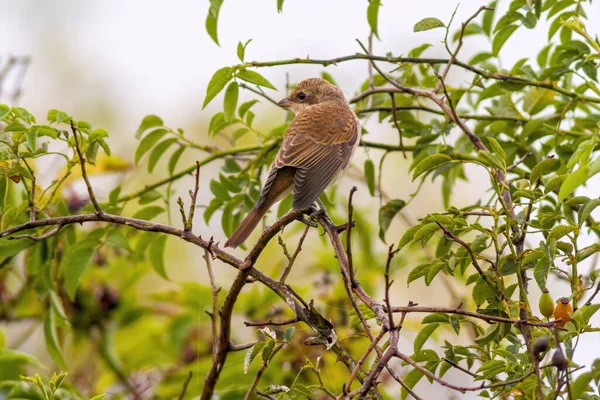 Petit Oiseau Jeune Sur Branche Dans Nature — Photo