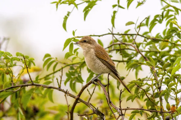 Ein Kleiner Jungvogel Auf Dem Ast Der Natur — Stockfoto