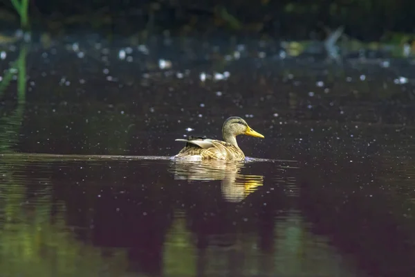 大自然池塘里的一只小鸟 — 图库照片