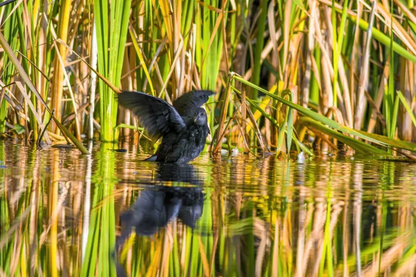 Ein Kleiner Jungvogel Auf Einem Teich Der Natur — Stockfoto