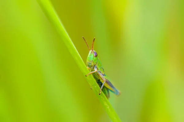 Ein Kleines Heuschreckeninsekt Auf Einer Pflanze Auf Den Wiesen — Stockfoto