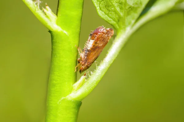 Malý Larvální Hmyz Rostlině Loukách — Stock fotografie