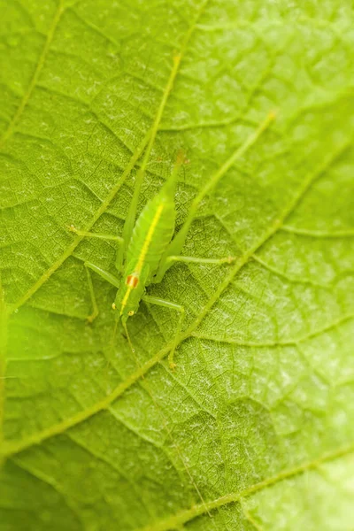 Pequeño Insecto Saltamontes Una Planta Los Prados — Foto de Stock