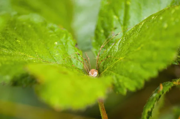 Liten Spindelinsekt Växt Ängarna — Stockfoto