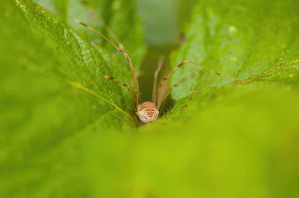 Petit Insecte Araignée Sur Une Plante Dans Les Prairies — Photo