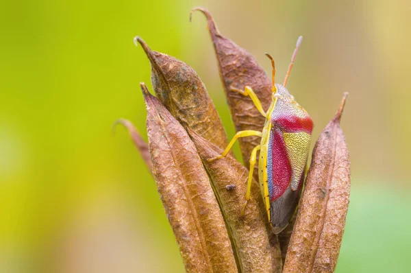 Een Klein Keverinsect Een Plant Weiden — Stockfoto