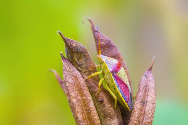 Een Klein Keverinsect Een Plant Weiden — Stockfoto