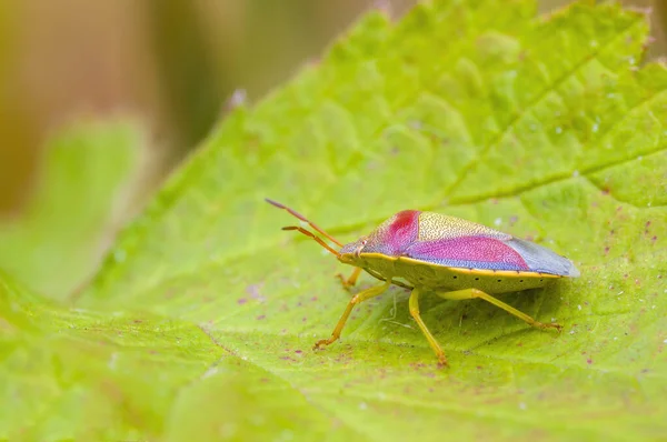 Petit Insecte Scarabée Sur Une Plante Dans Les Prairies — Photo