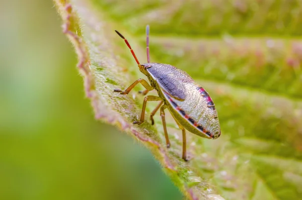 草原の植物に小さなカブトムシの昆虫 — ストック写真