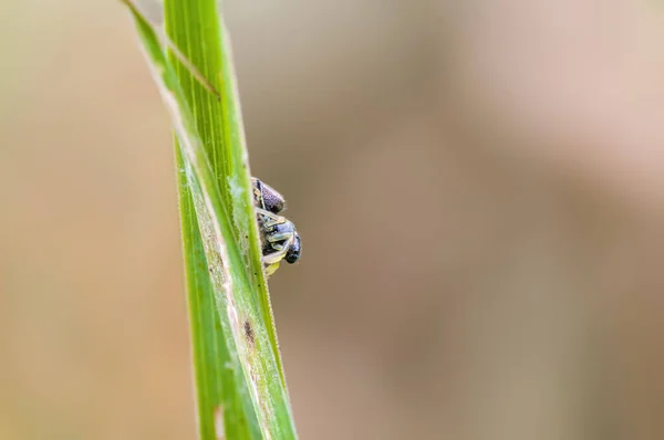 Een Klein Spinneninsect Een Plant Weiden — Stockfoto