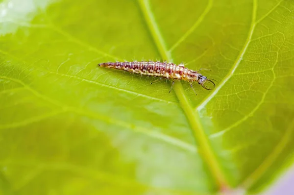 Kleine Larven Insect Een Plant Weiden — Stockfoto