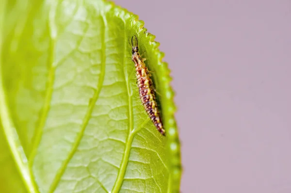 Kleine Larven Insect Een Plant Weiden — Stockfoto