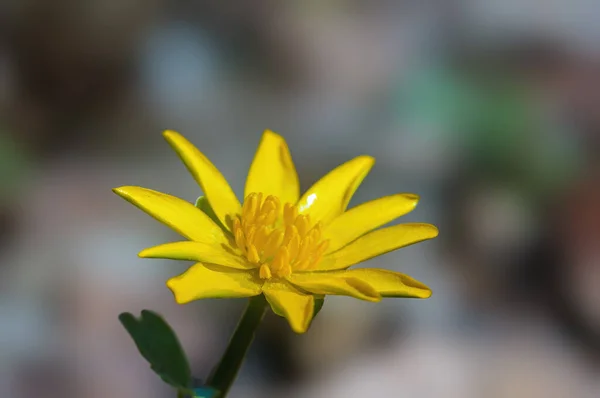 Красивый Цветок Сезонного Растения Природе — стоковое фото