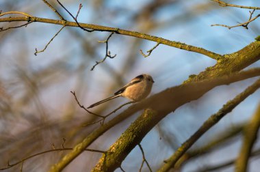Güzel yeşil ormanda uzun kuyruklu çalılar.