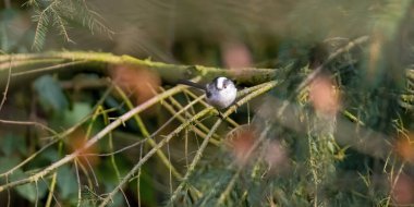 Güzel yeşil ormanda uzun kuyruklu çalılar.