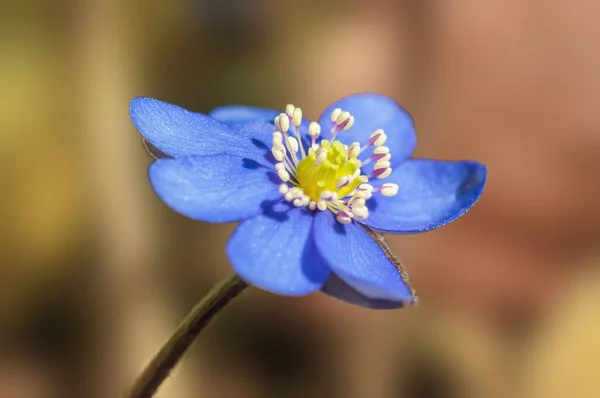 Belle Floraison Une Plante Saisonnière Dans Nature — Photo