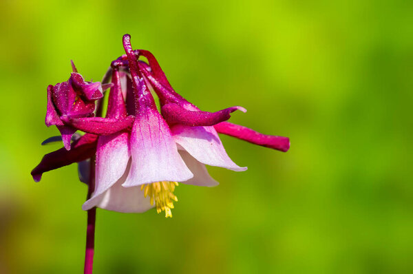 Цветочный бутон колумбийского завода в летний сезон