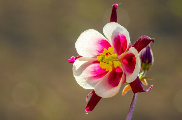 Flower Bud Columbine Plant Summer Season — Stock Photo, Image