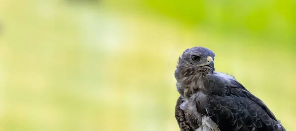 Vahşi Doğadaki Yırtıcı Kuş — Stok fotoğraf