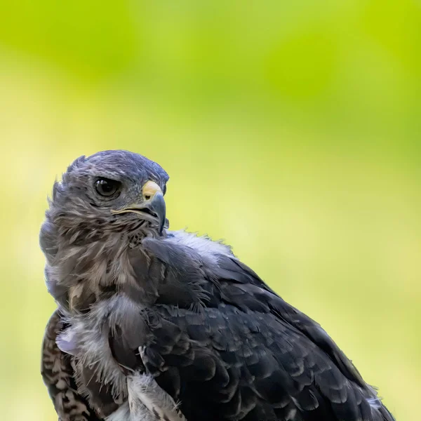 Oiseau Proie Dans Nature Sauvage — Photo