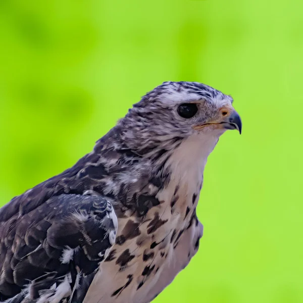 Oiseau Proie Dans Nature Sauvage — Photo