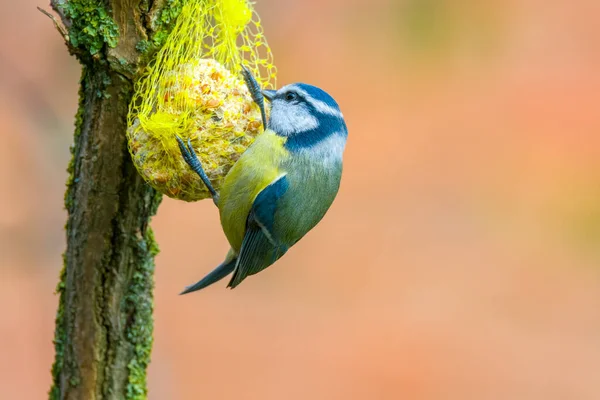 Blue Tit Beautiful Green Forest — Stock Fotó