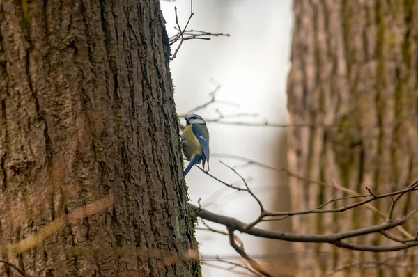 Blue Tit Beautiful Green Forest — 스톡 사진