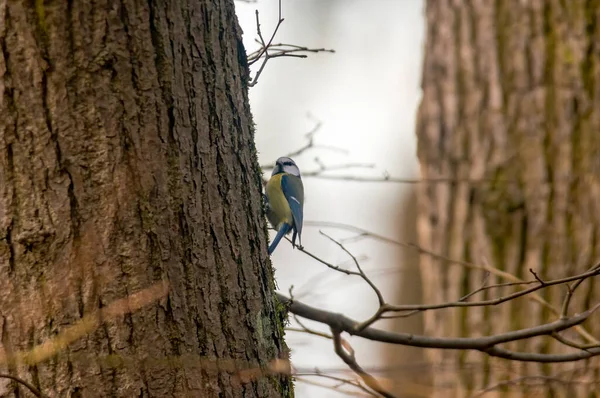 Blue Tit Beautiful Green Forest — Stock Fotó