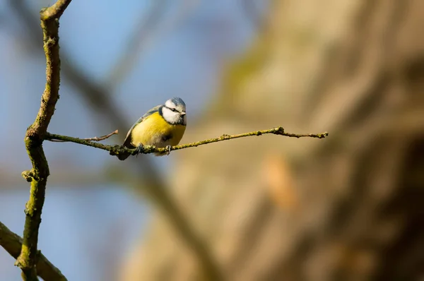 Blue Tit Beautiful Green Forest — 스톡 사진