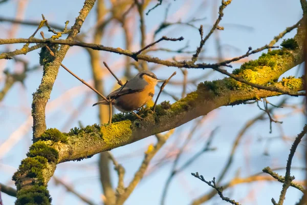 Güzel yeşil ormandaki Avrasya tımarhanesi