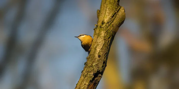 Sittelle Eurasienne Dans Belle Forêt Verte — Photo