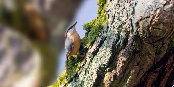 Euroasijský Nuthatch Krásném Zeleném Lese — Stock fotografie