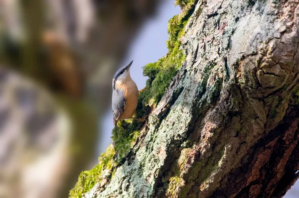 Euroasijský Nuthatch Krásném Zeleném Lese — Stock fotografie