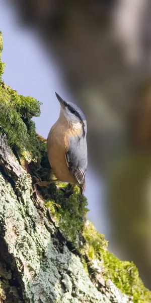 Eurasian Nuthatch Beautiful Green Forest — Stock Photo, Image