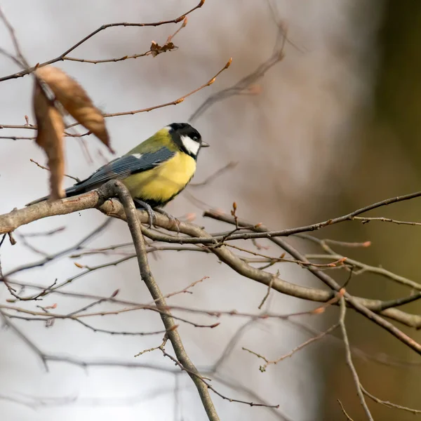 Great Tit Beautiful Green Forest — Stok fotoğraf