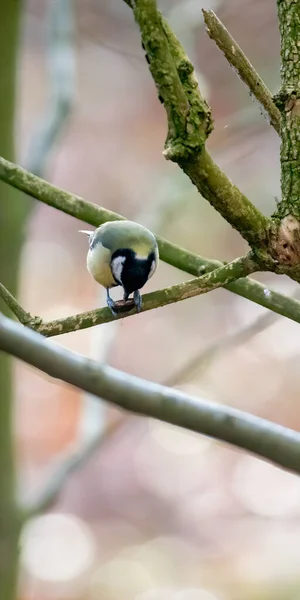 Great Tit Beautiful Green Forest — Photo