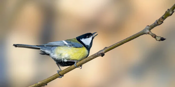 Great Tit Beautiful Green Forest — Fotografia de Stock