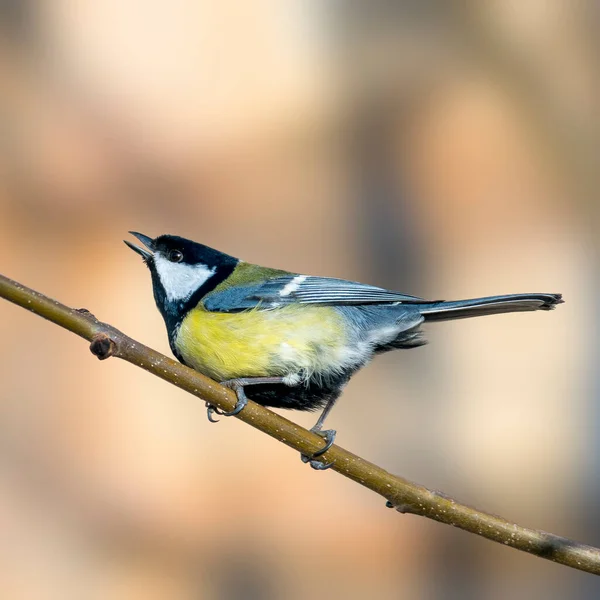 Great Tit Beautiful Green Forest — Fotografia de Stock