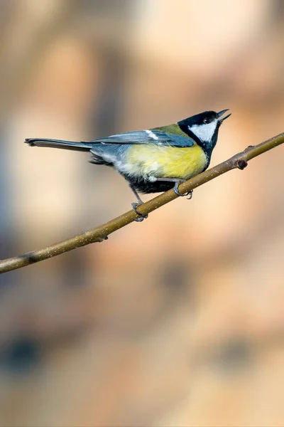 Great Tit Beautiful Green Forest — 图库照片