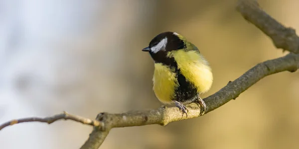 Great Tit Beautiful Green Forest —  Fotos de Stock